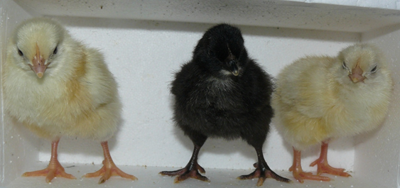 3 pollitos nacidos de semen congelado