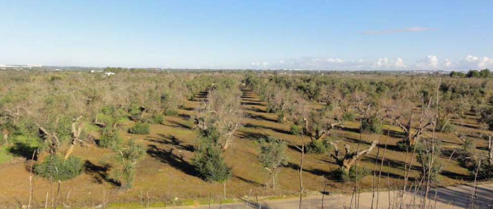 Síntomas severos de Xylella fastidiosa en un campo de olivo en la provincia de Lecce, Apulia